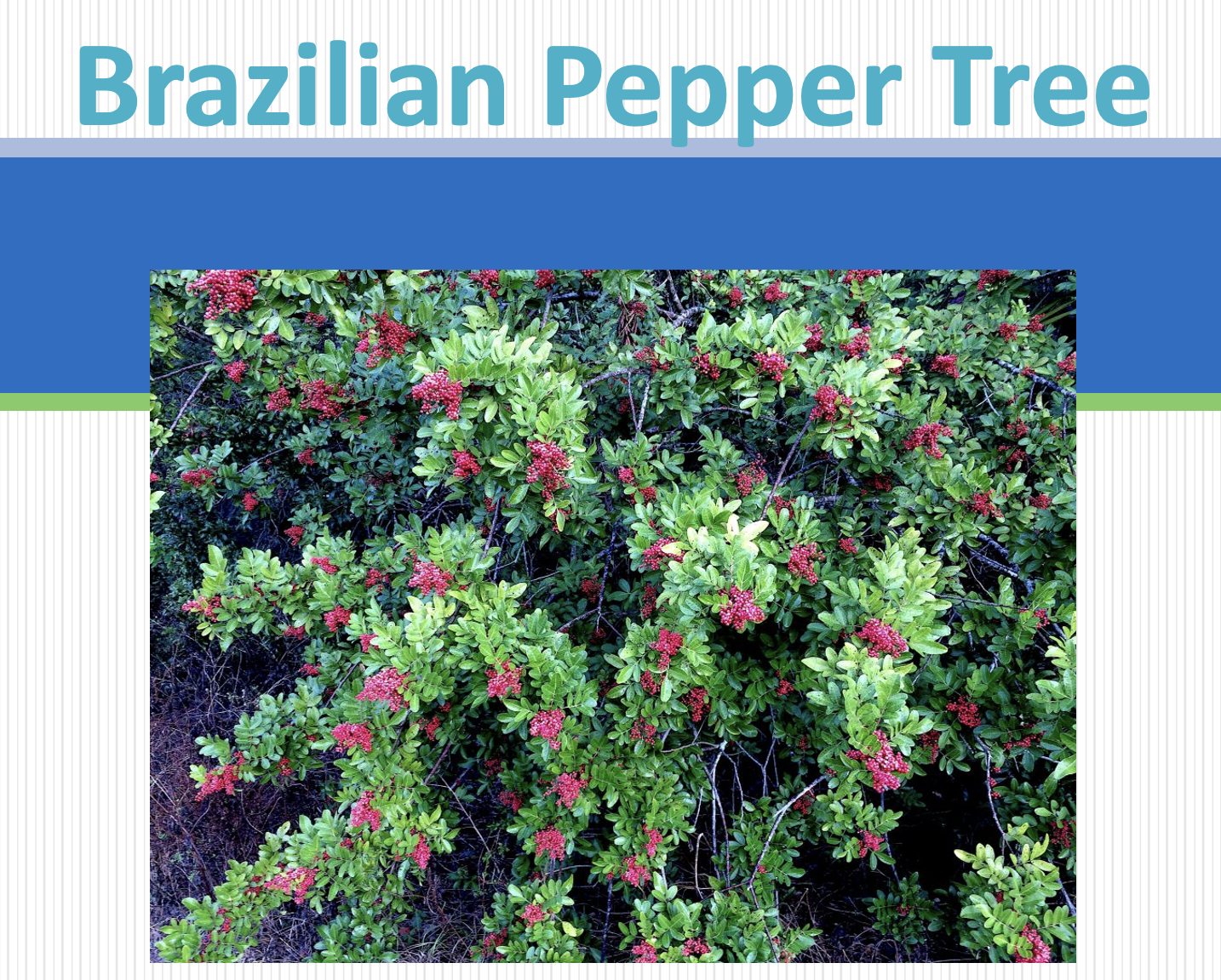 BrazilianPepperTree