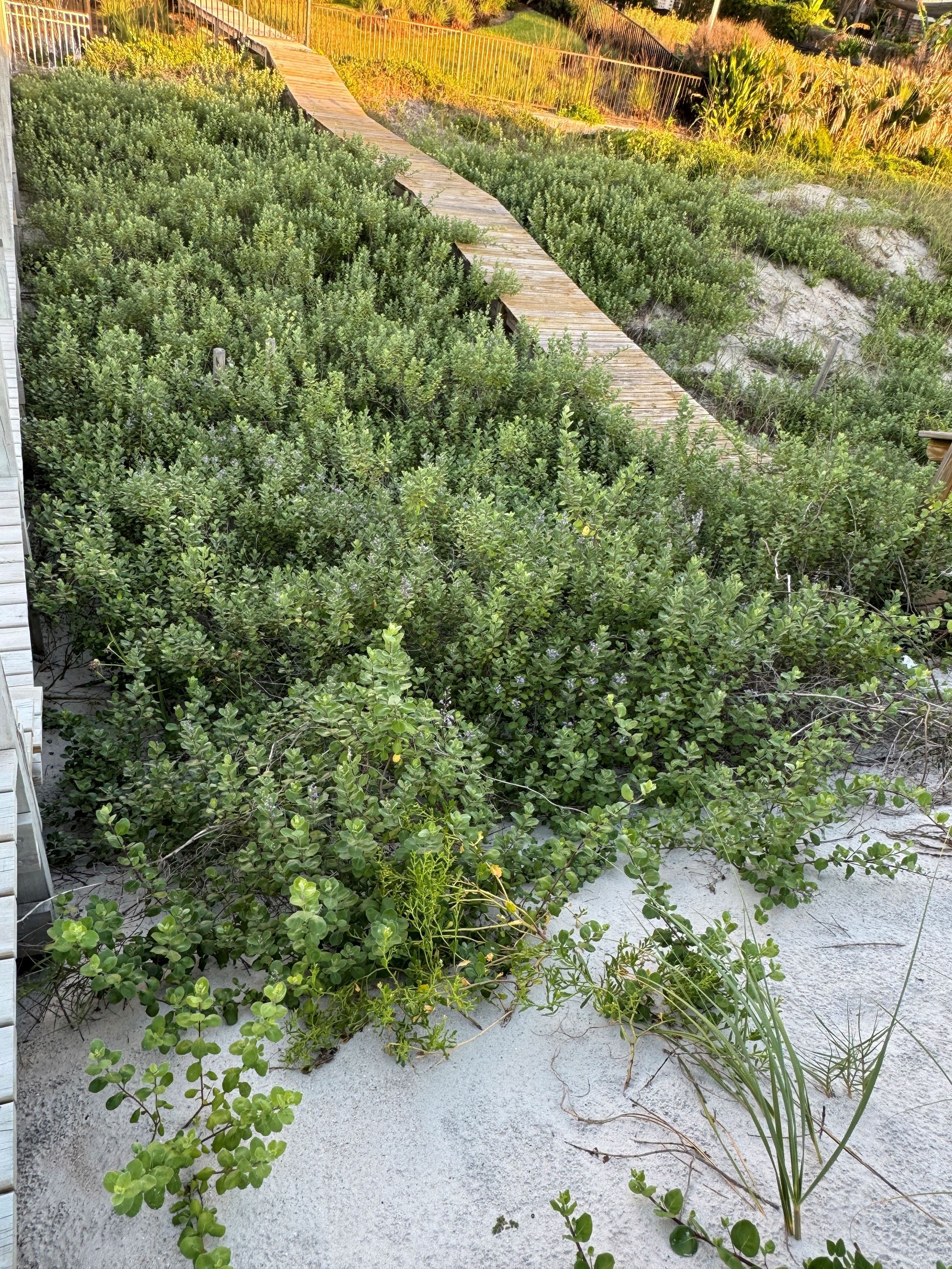 Beach Vitex population to the north 5-23-25